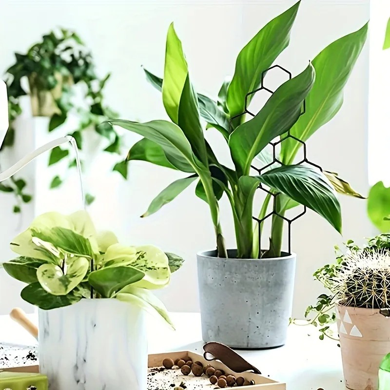 3Pcs Plant Support Frame Climb - Sphagnum Moss Dry 评论和价格