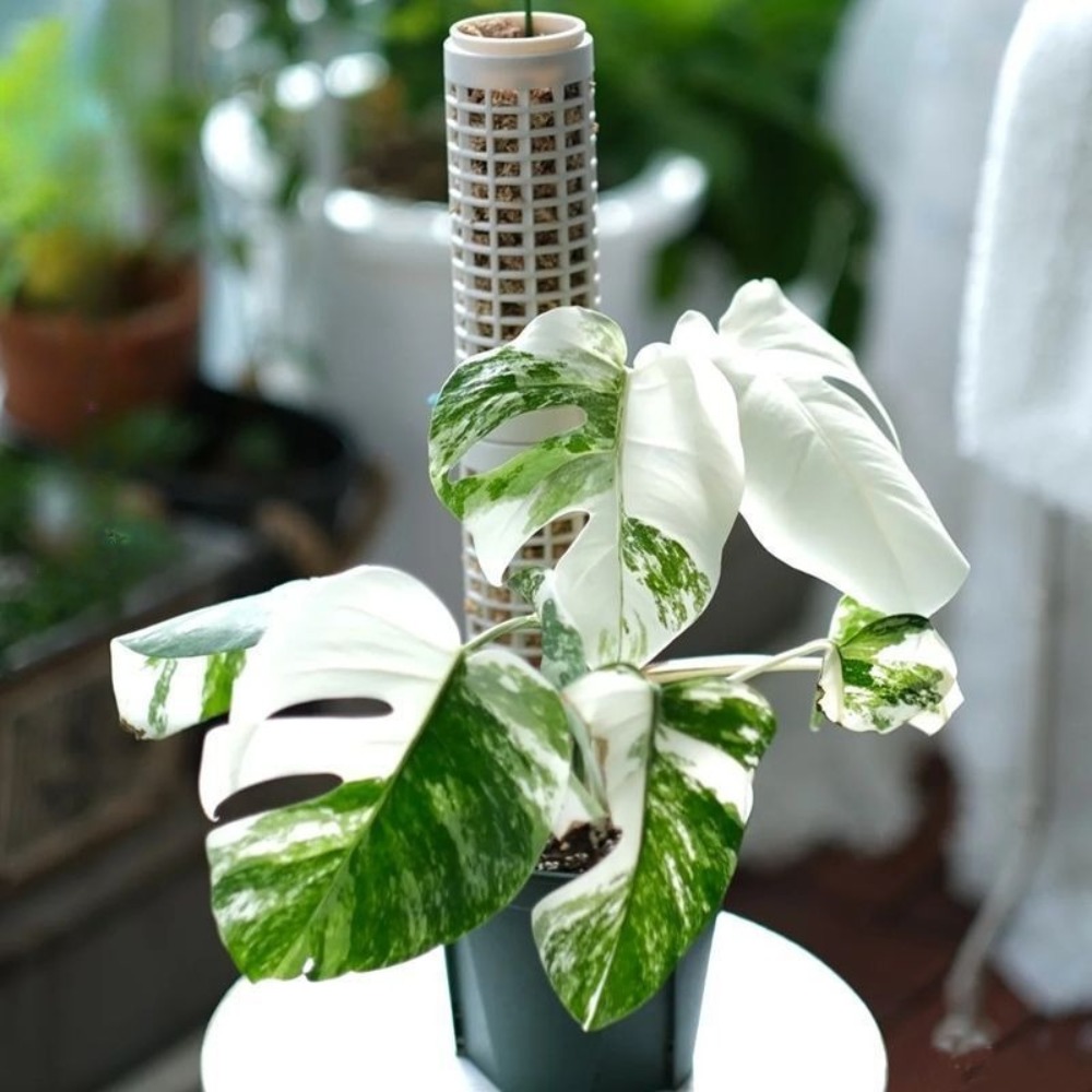 6-Pack Stackable Plant Moss Po - Sphagnum Moss Dry 评论和价格